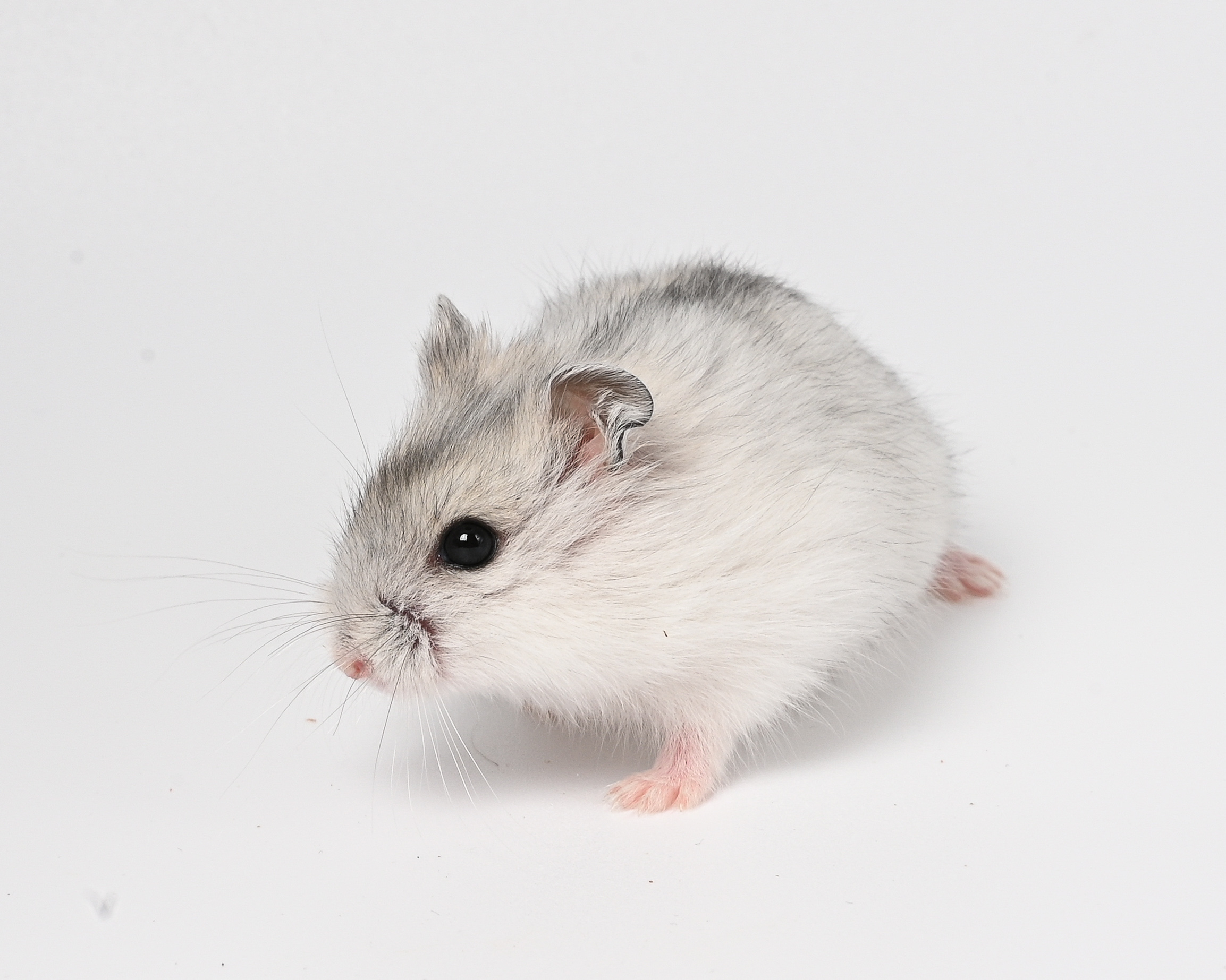 HamsterGledes Pepper_1