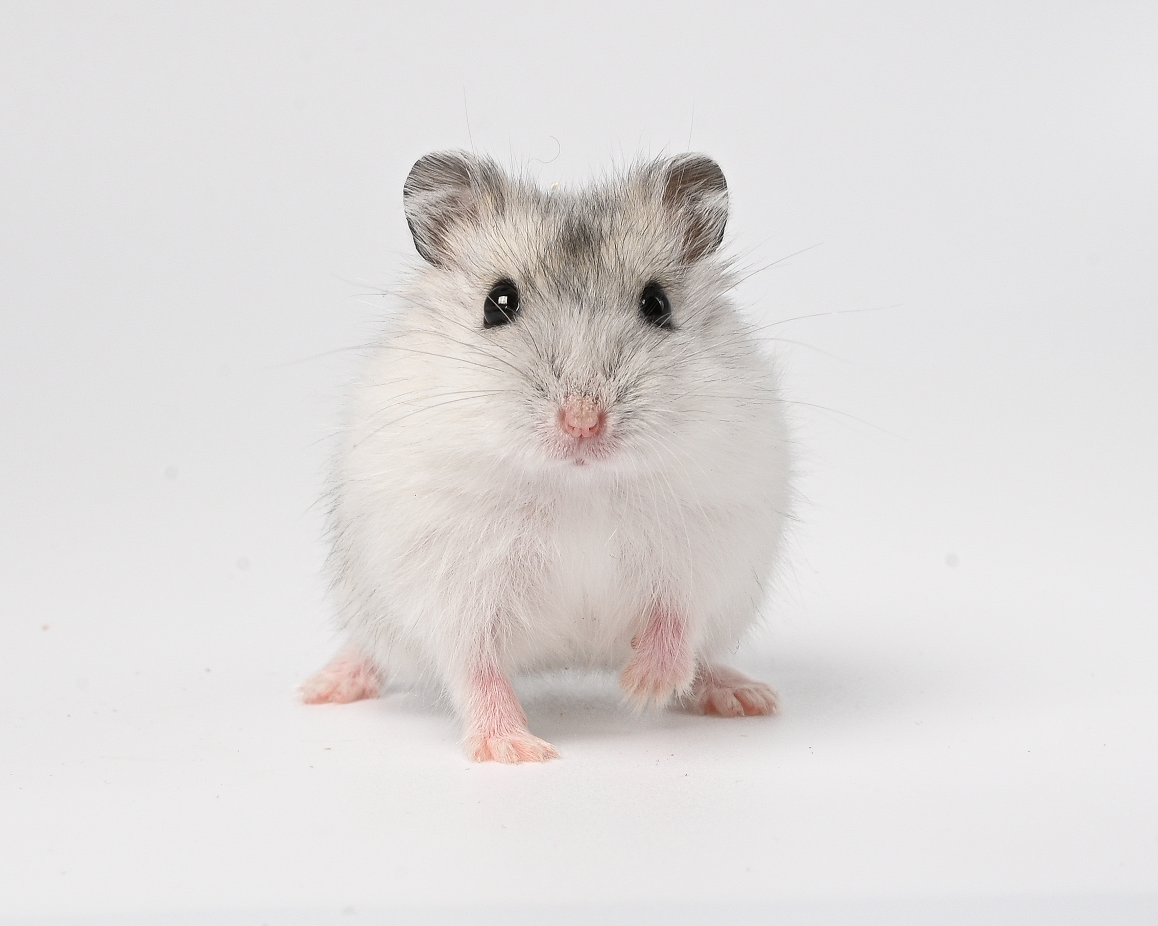 HamsterGledes Pepper_10
