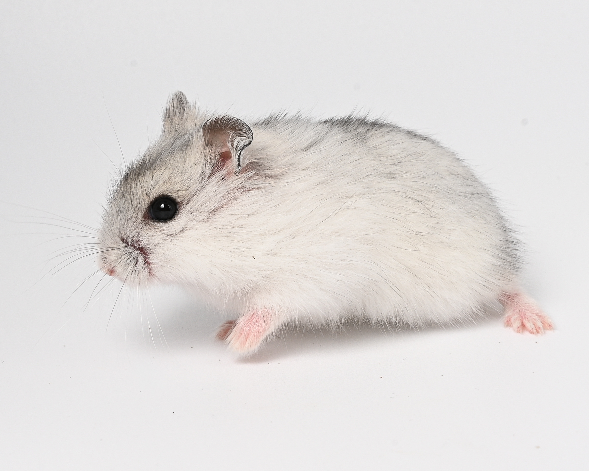 HamsterGledes Pepper_2