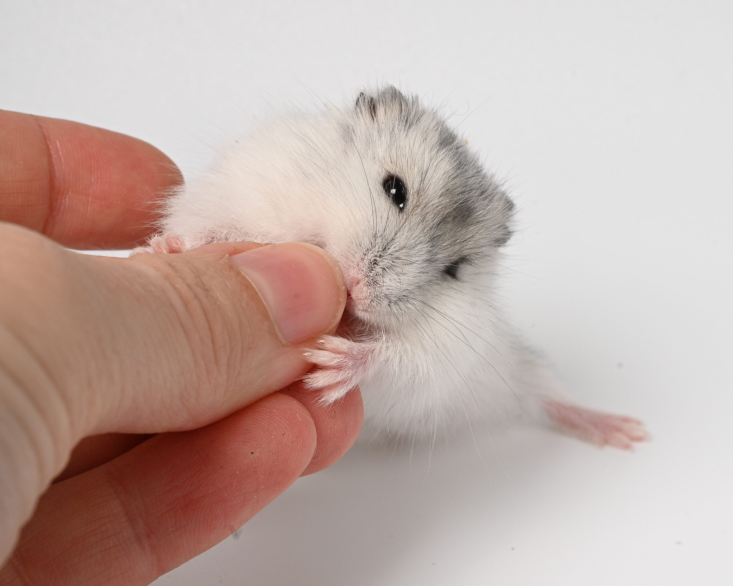 HamsterGledes Pepper_3