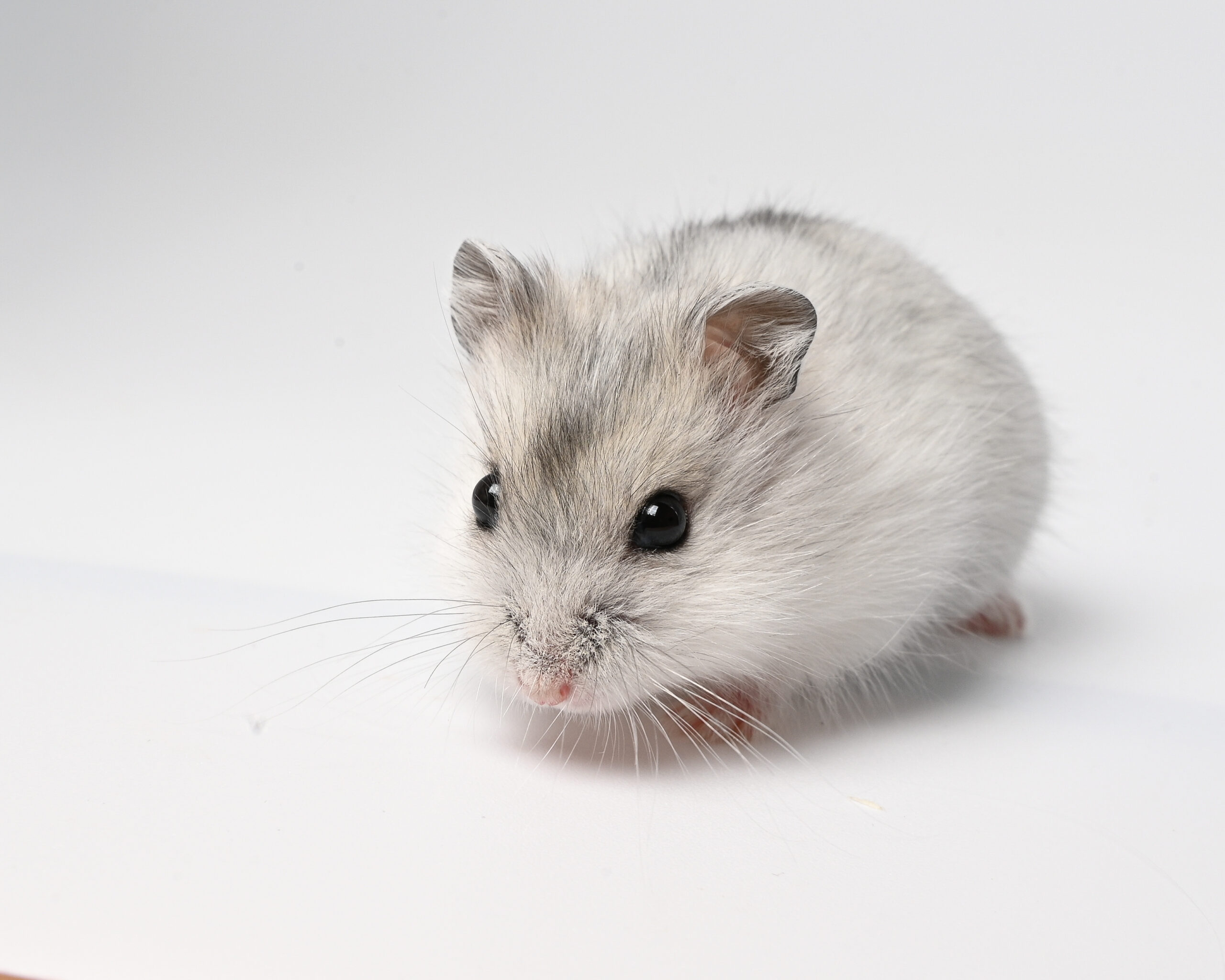HamsterGledes Pepper_4