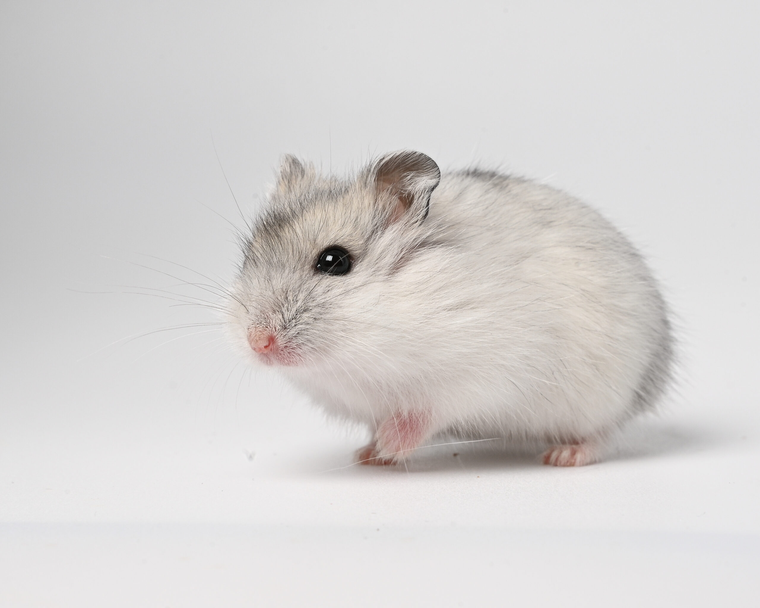 HamsterGledes Pepper_5