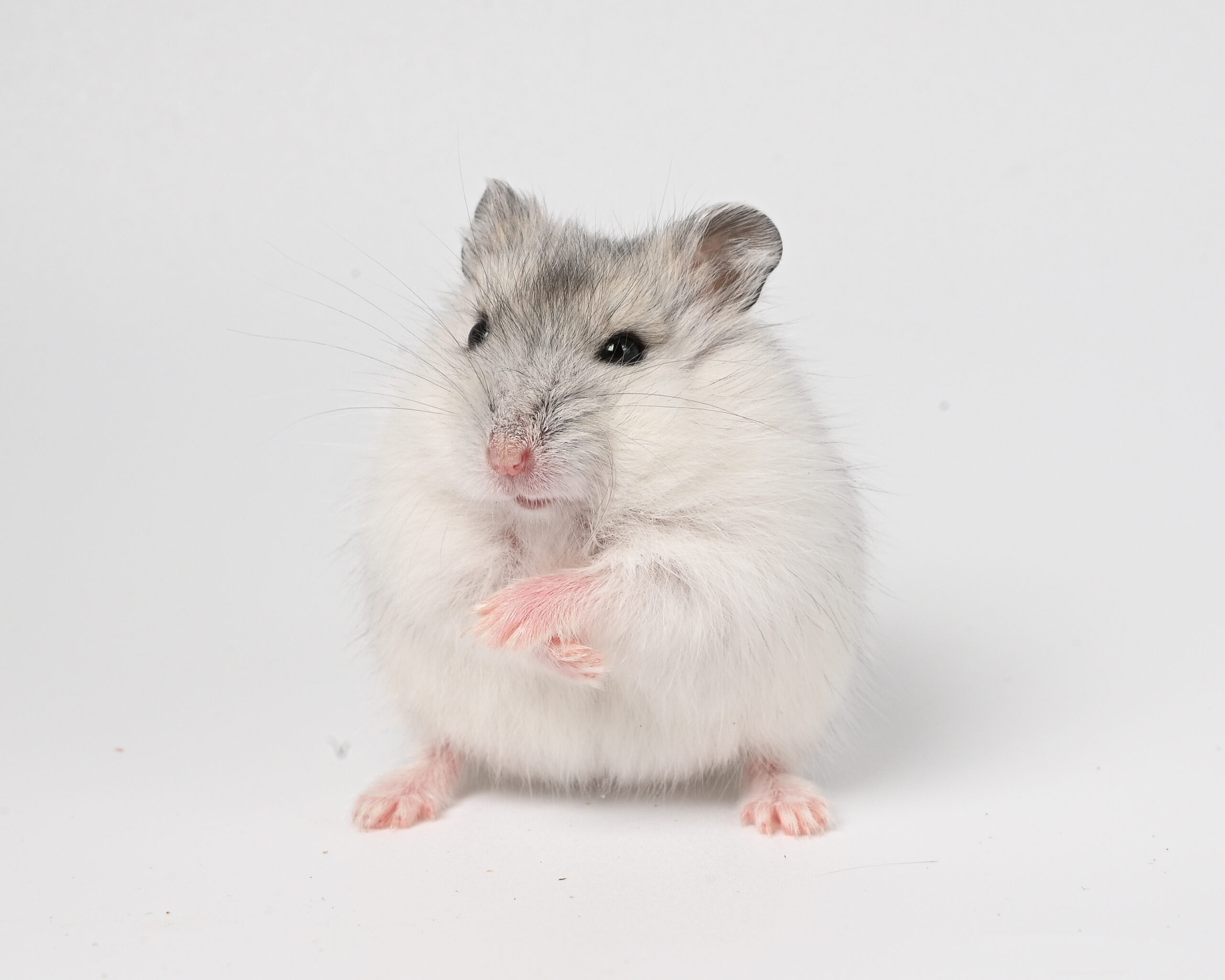 HamsterGledes Pepper_6