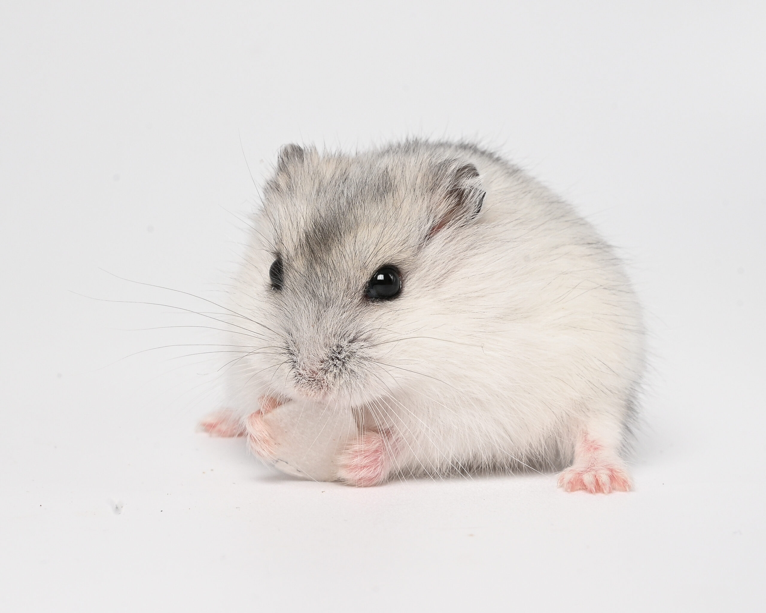 HamsterGledes Pepper_7
