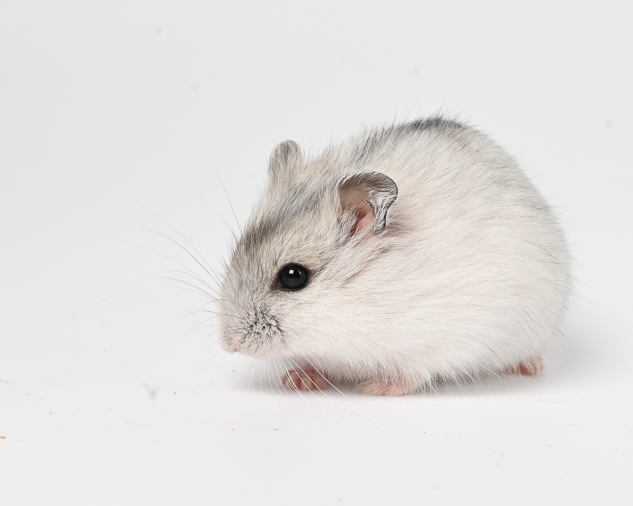 HamsterGledes Pepper_8