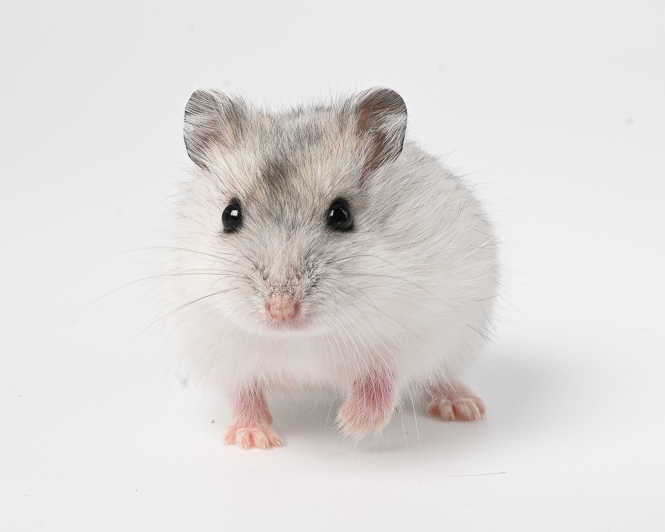 HamsterGledes Pepper_9