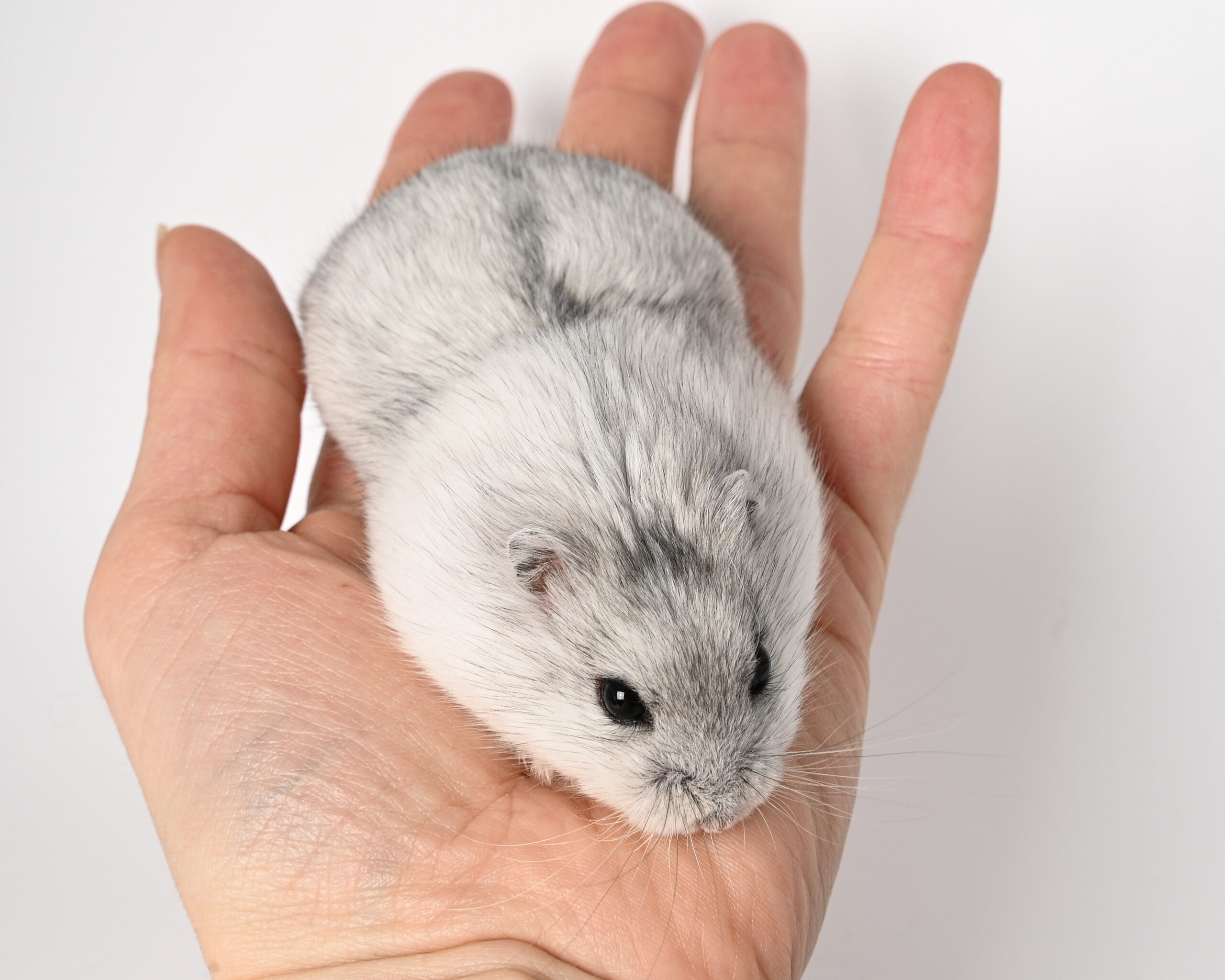 HamsterGledes Salt_1