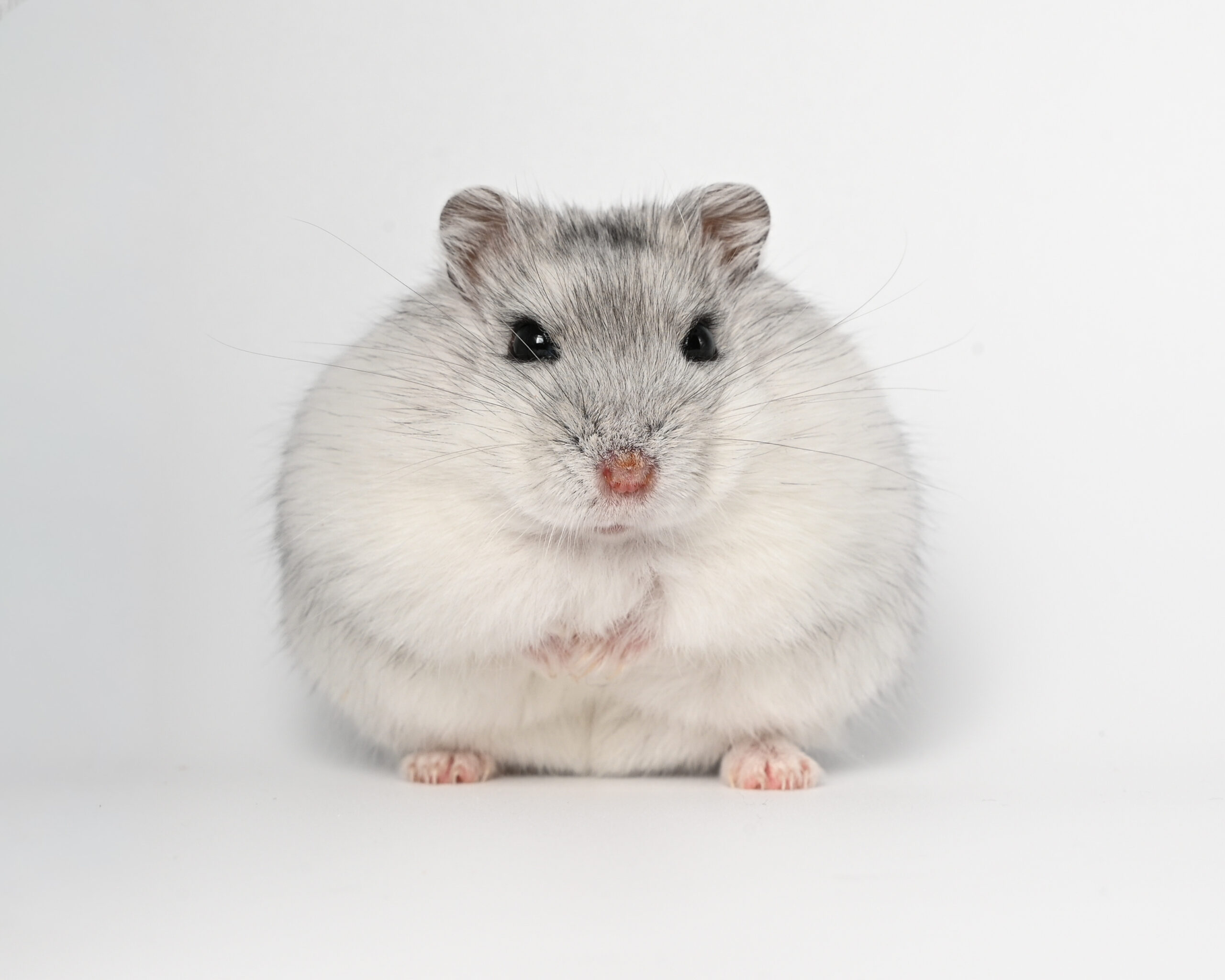 HamsterGledes Salt_2