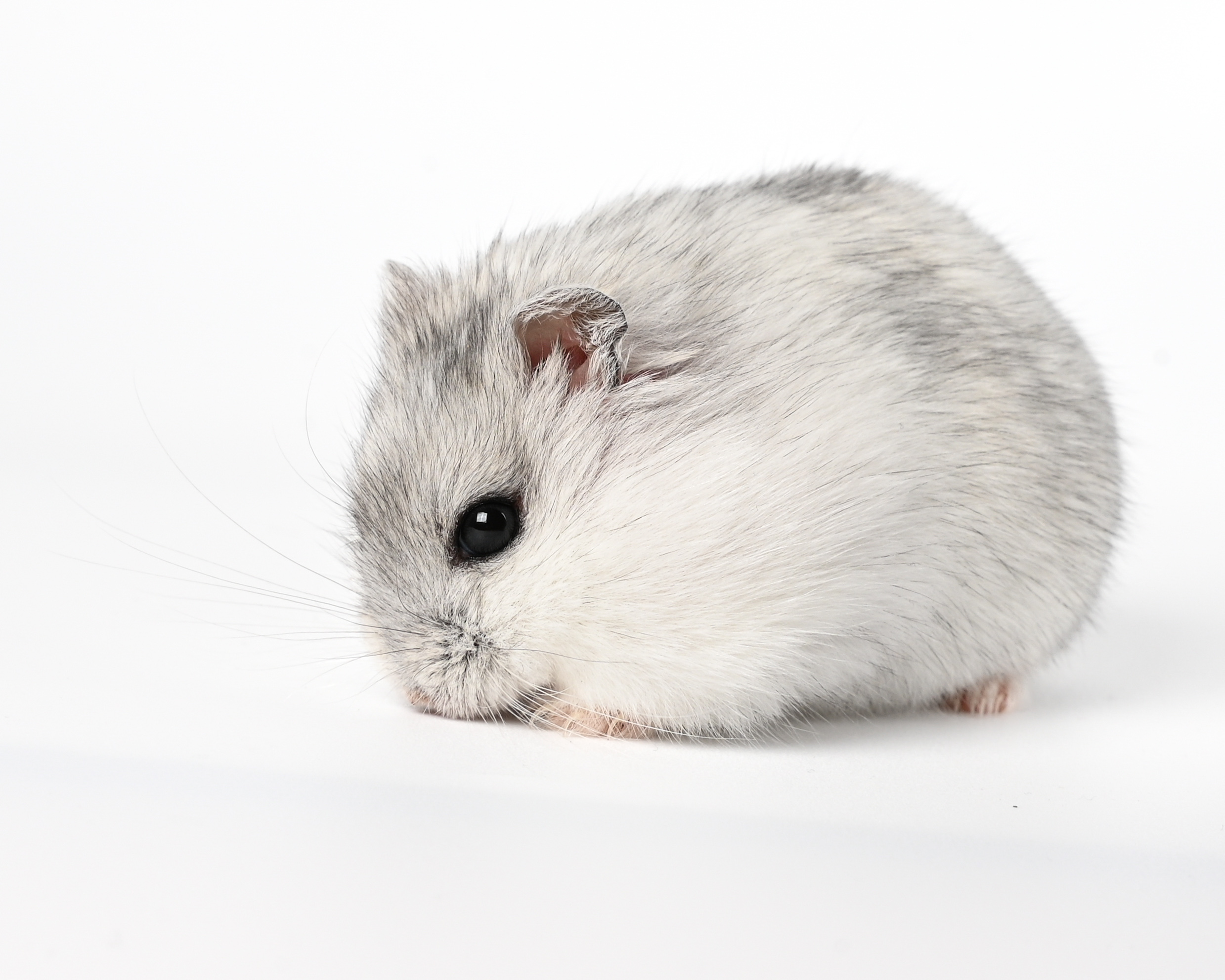 HamsterGledes Salt_4