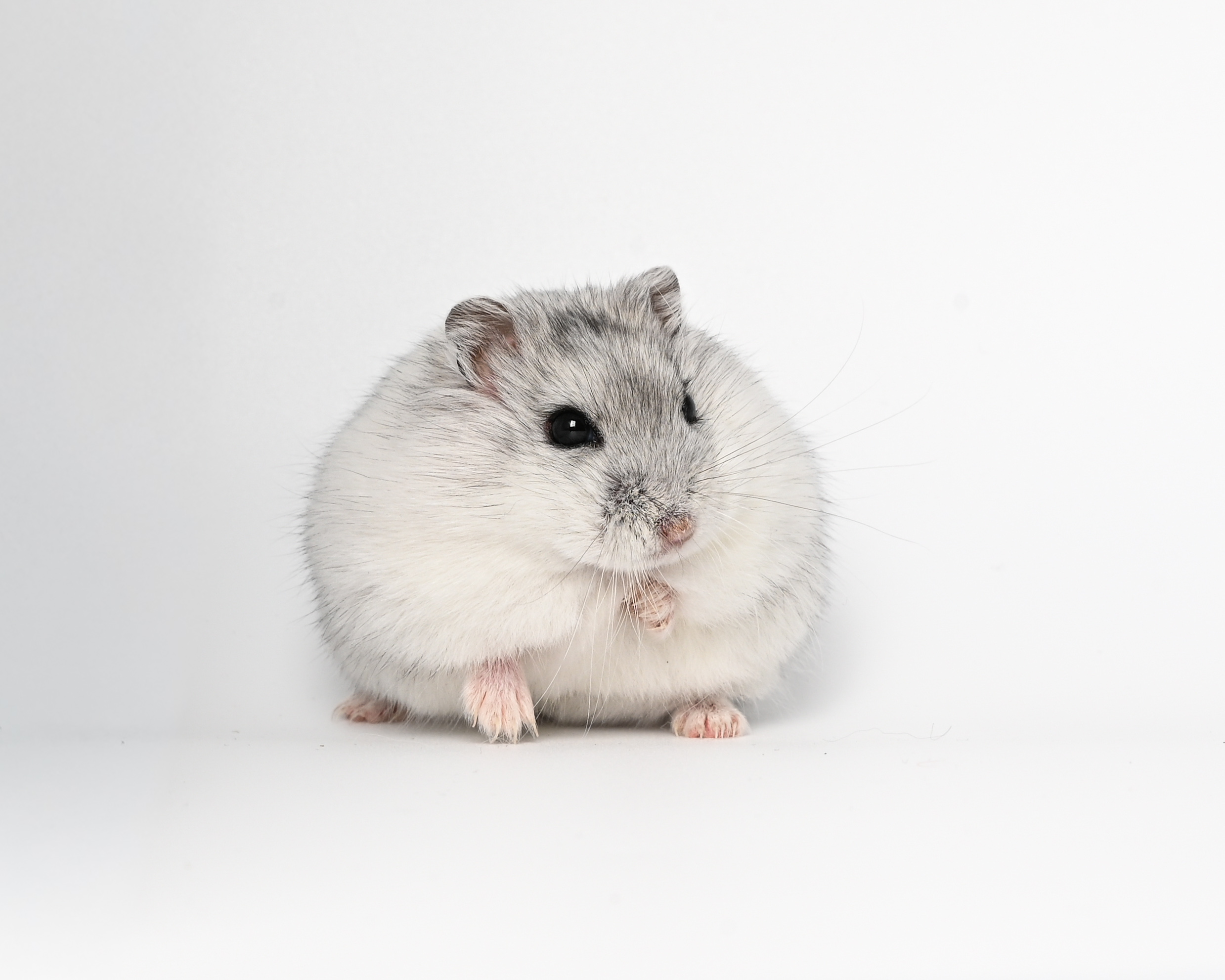 HamsterGledes Salt_5