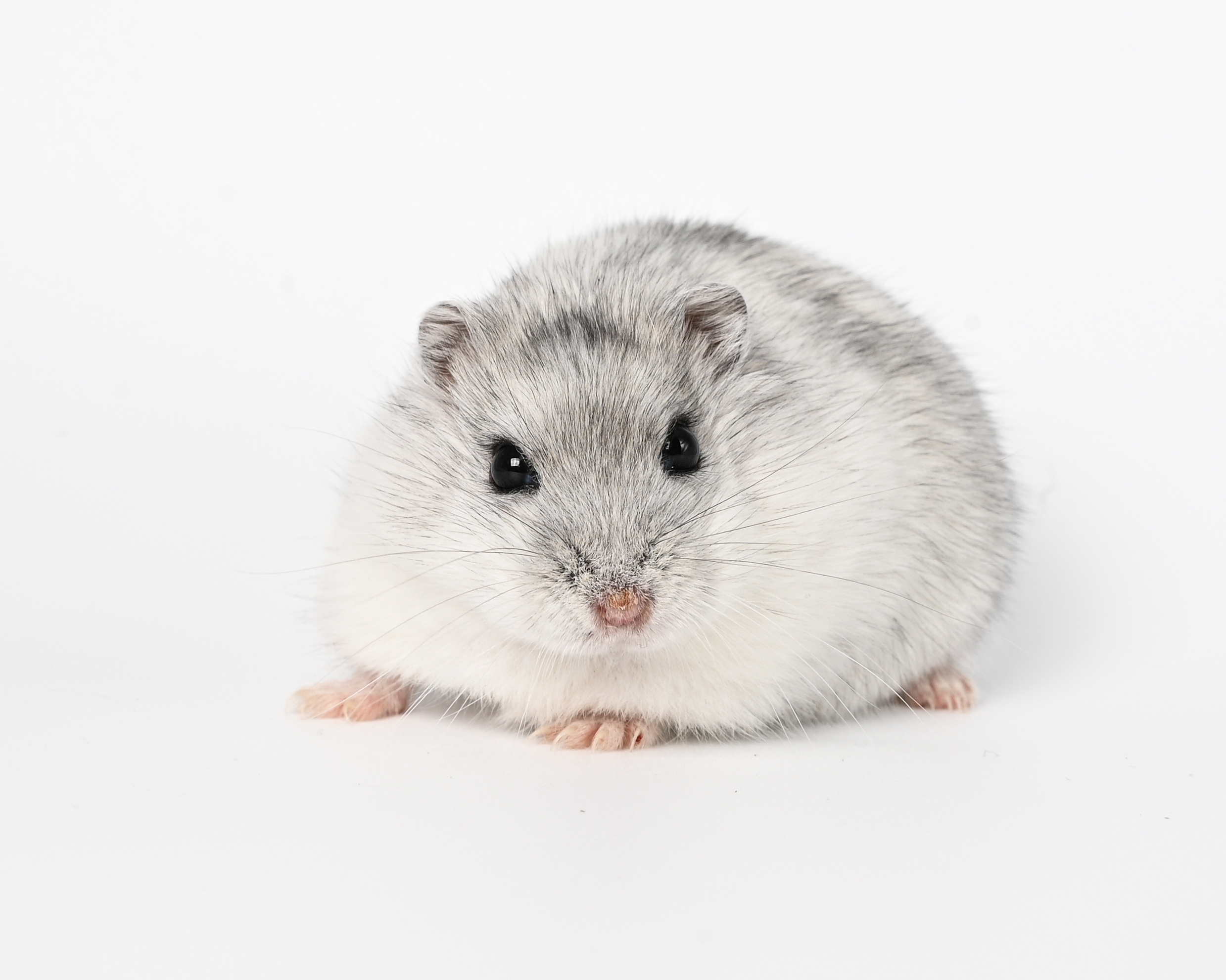 HamsterGledes Salt_7