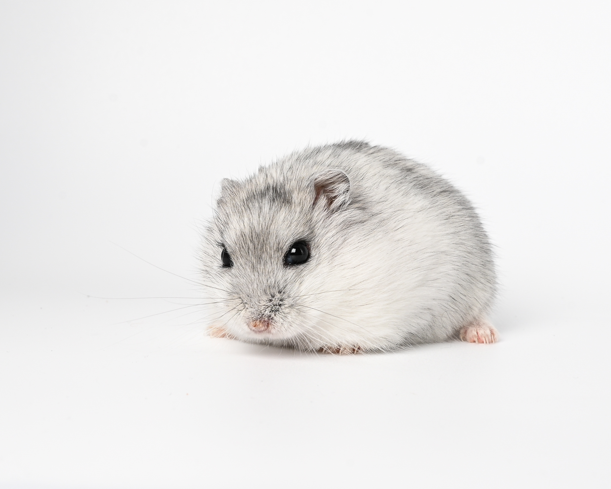 HamsterGledes Salt_8